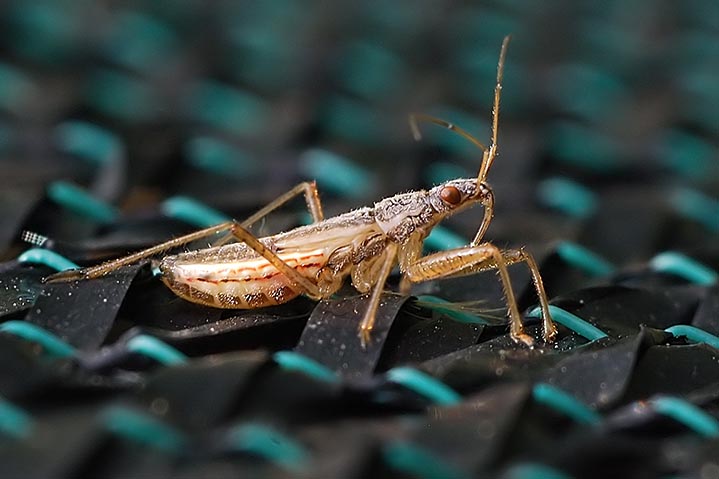 Nabidae: Nabis sp. femmina